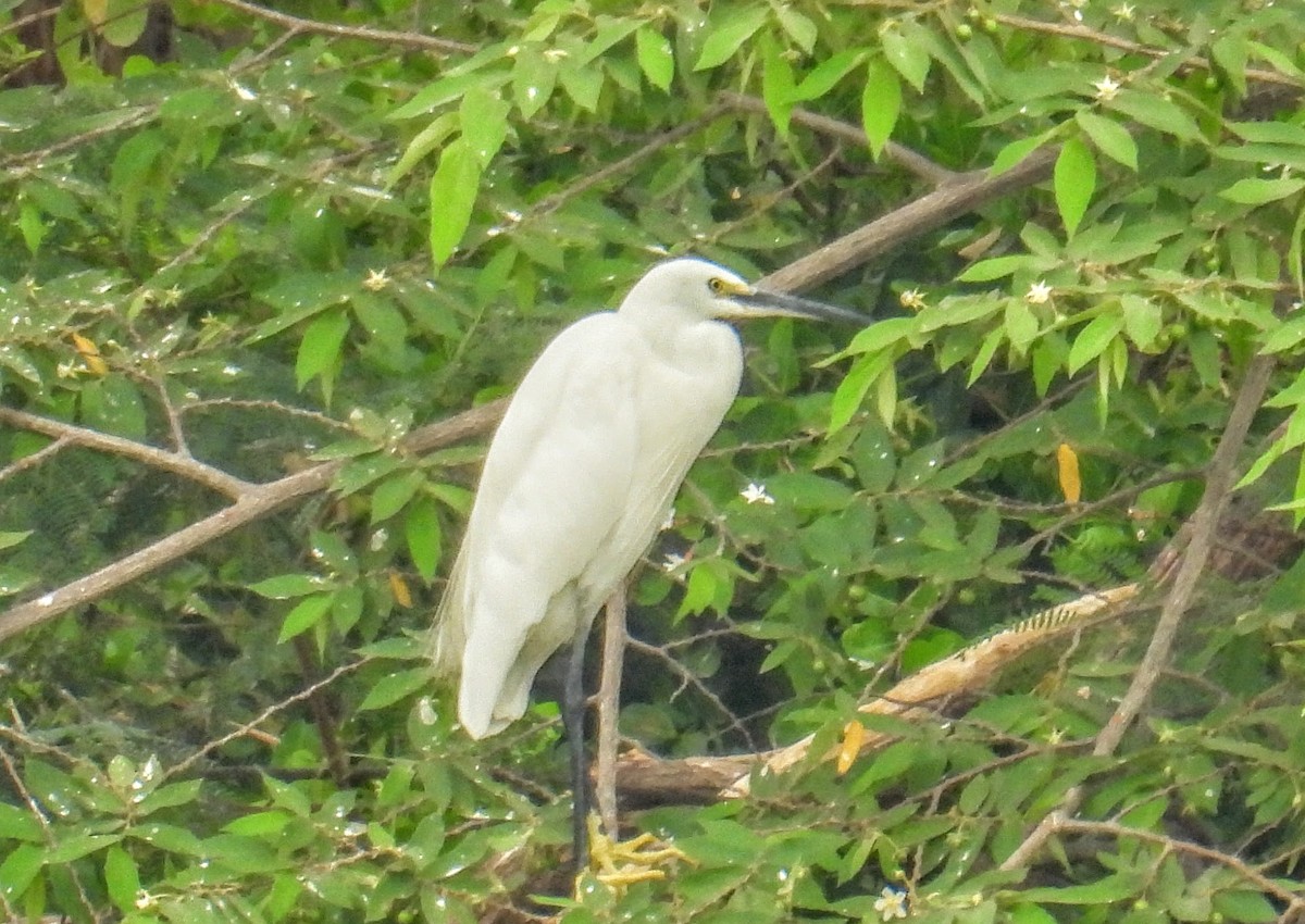 Küçük Ak Balıkçıl - ML654179072