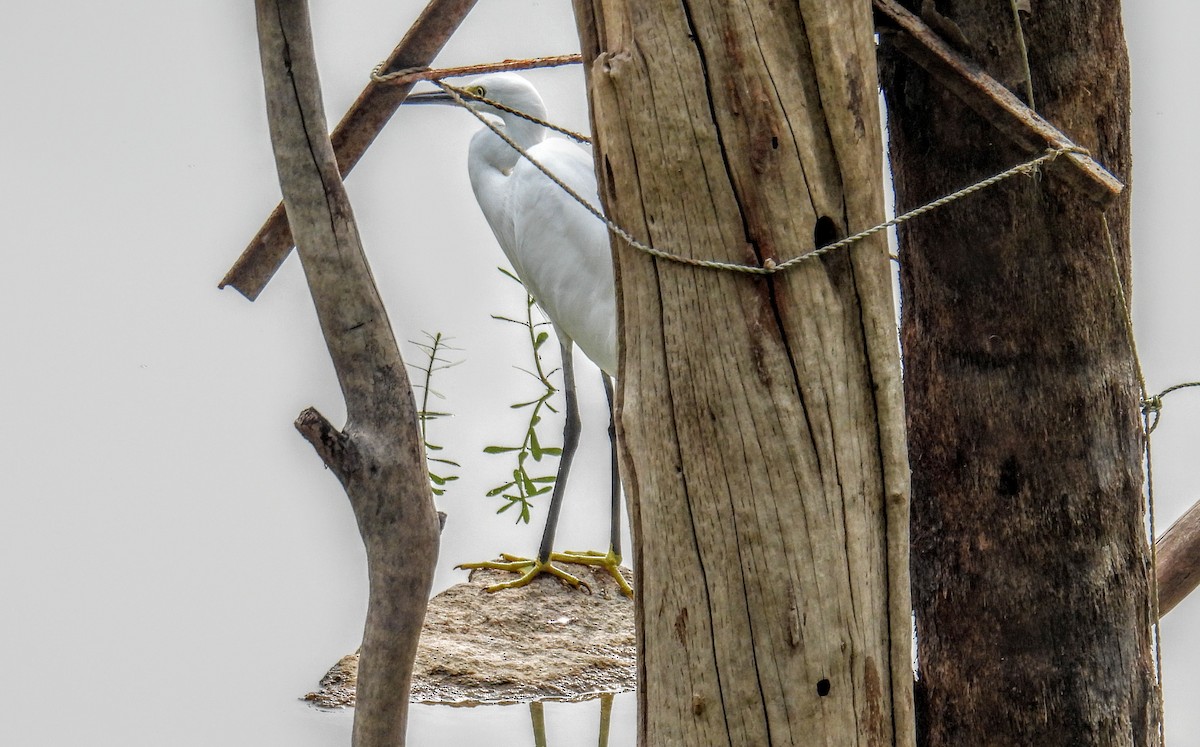 Küçük Ak Balıkçıl - ML654179073