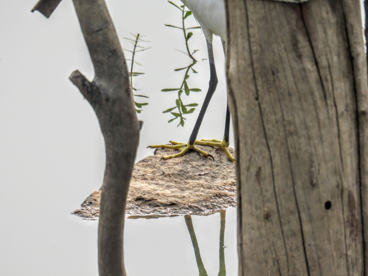 Küçük Ak Balıkçıl - ML654179074