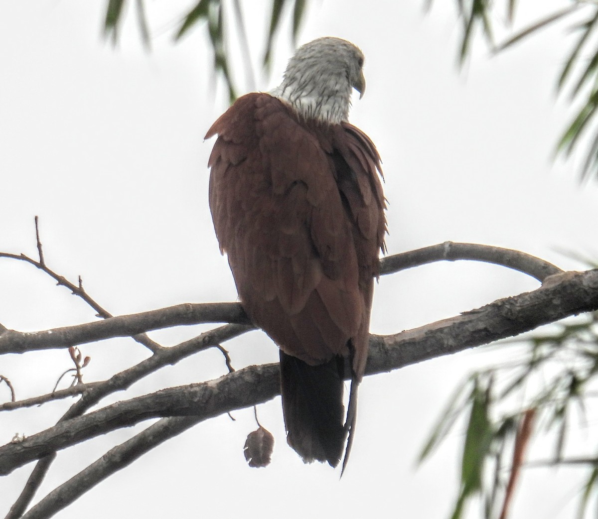 Brahman Çaylağı - ML654179201