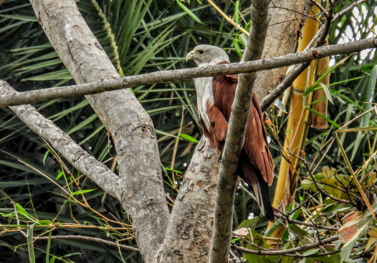 Brahman Çaylağı - ML654179202