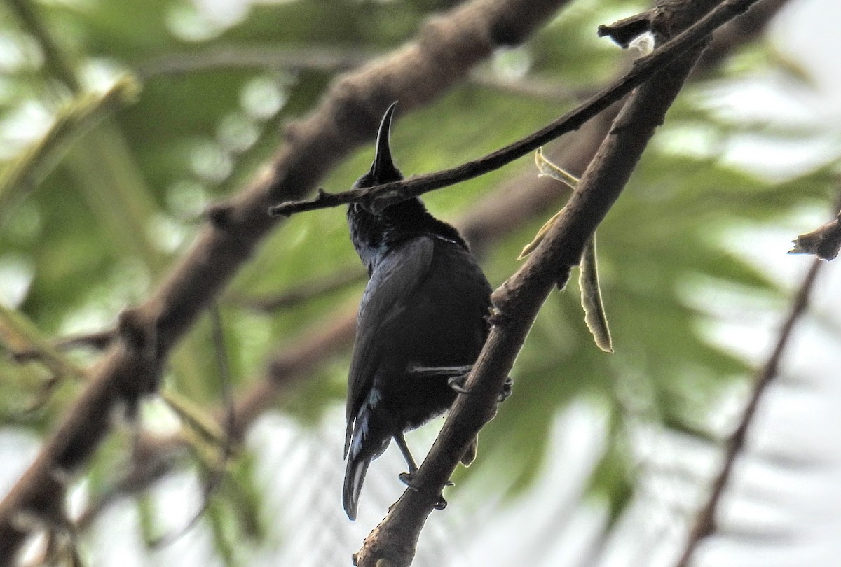 Mor Nektarkuşu - ML654179225