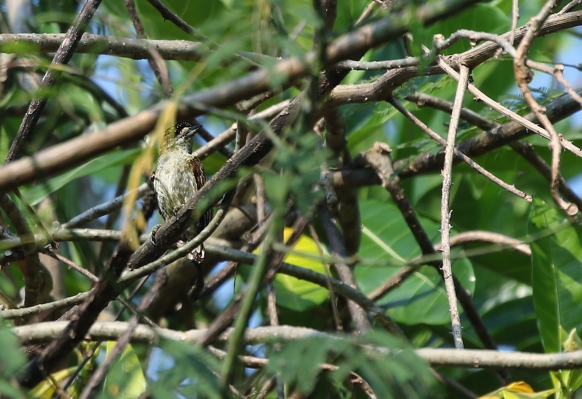 Fine-barred Piculet - ML654179301