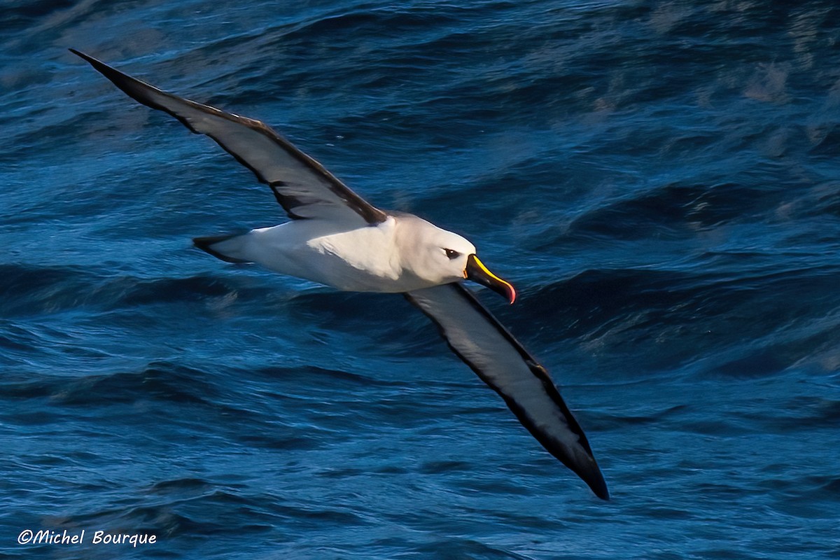 Atlantic Yellow-nosed Albatross - ML654179305