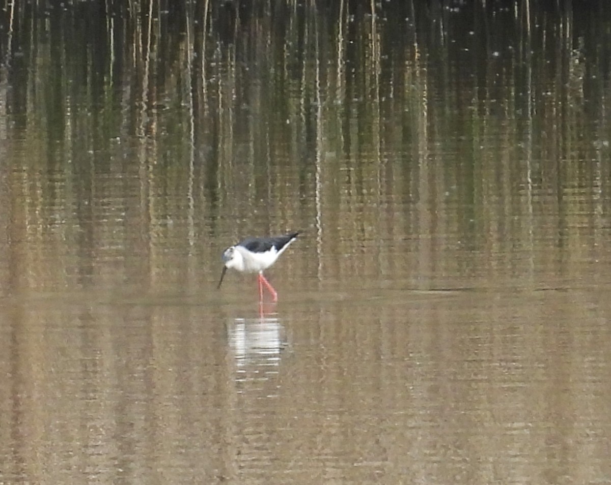 Zankaluze eurasiarra - ML654181091