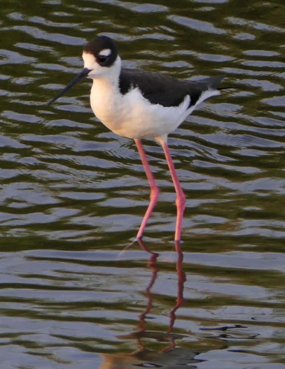 Black-necked Stilt - lynda fenneman