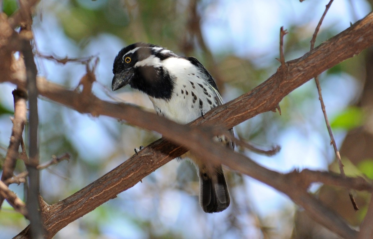 Spot-flanked Barbet - ML654183021