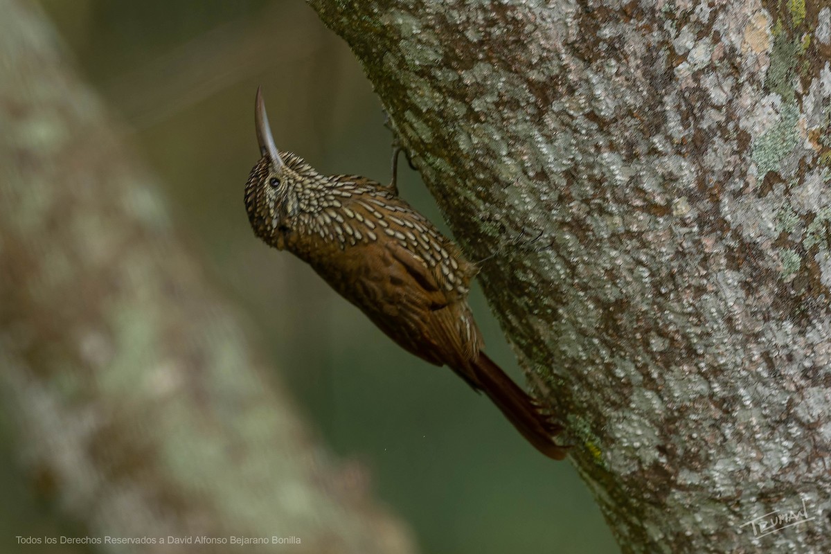Montane Woodcreeper - ML654183296