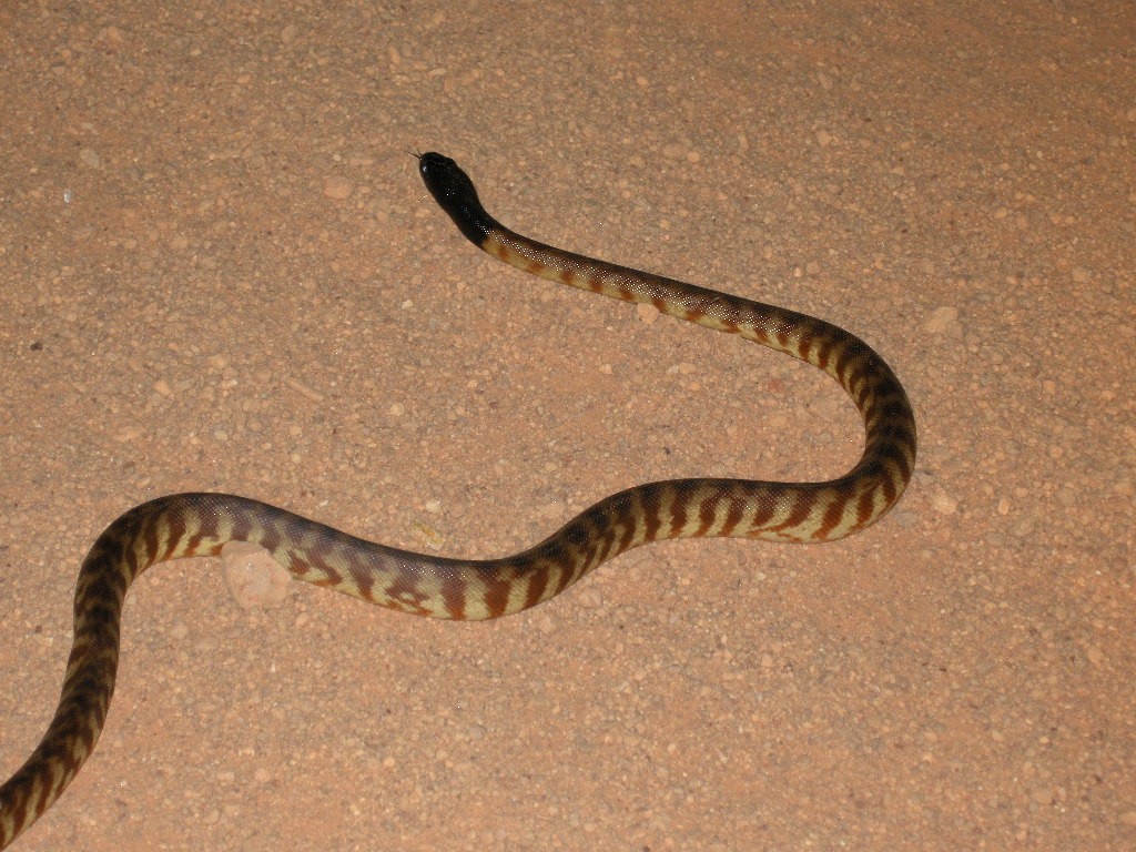 Black-headed Python - ML654187045