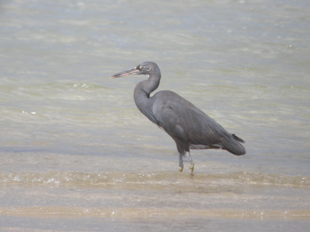 Pacific Reef-Heron - ML654187163