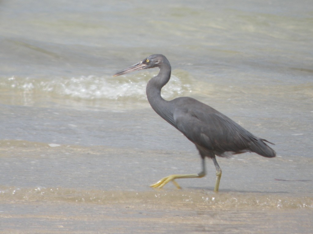 Pacific Reef-Heron - ML654187164