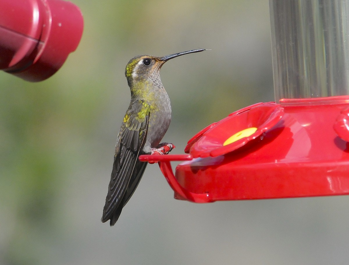 Amethyst-throated Mountain-gem (Amethyst-throated) - ML654187525