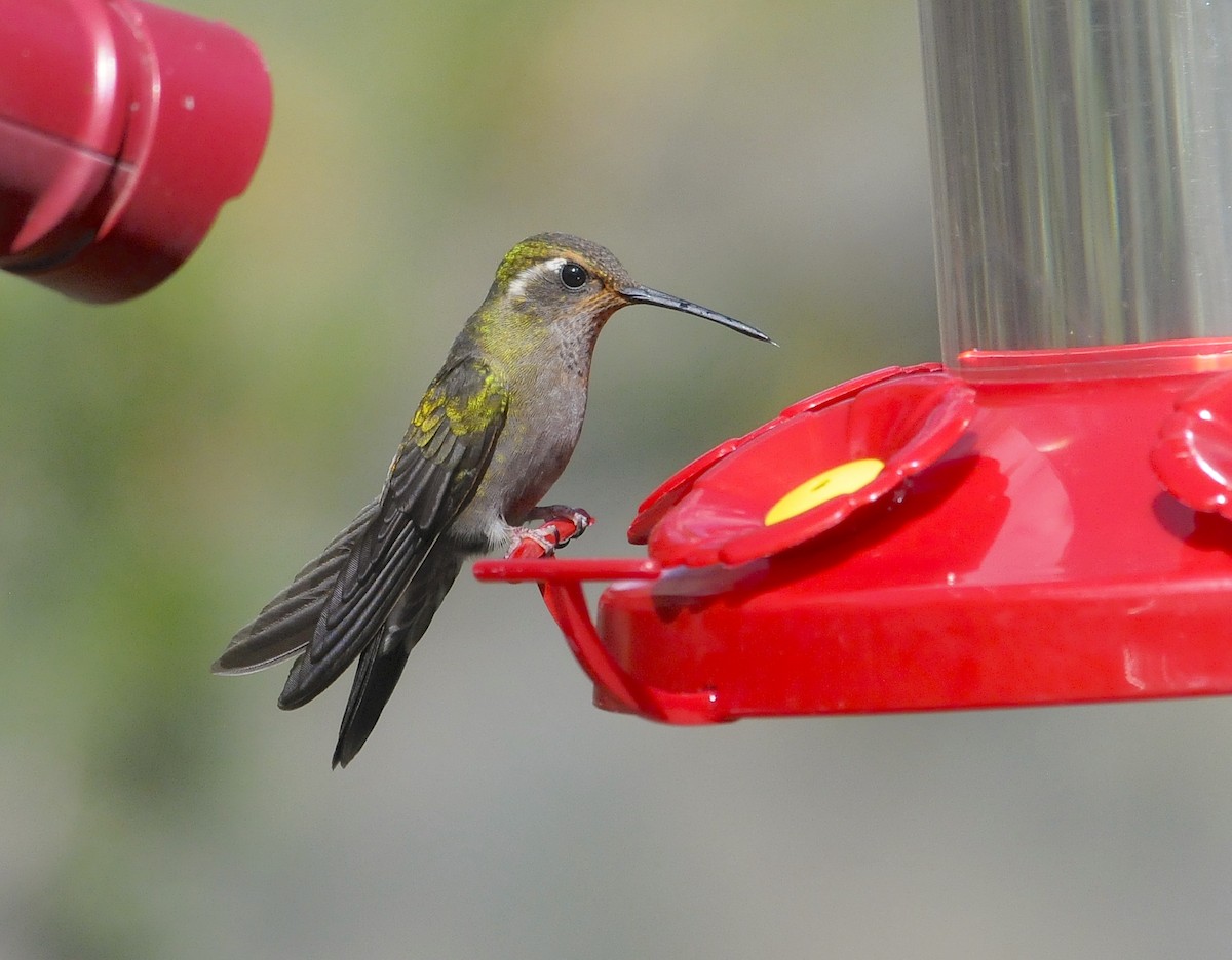 Amethyst-throated Mountain-gem (Amethyst-throated) - ML654187536