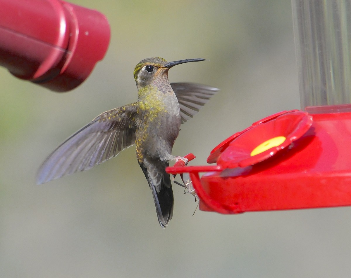 Amethyst-throated Mountain-gem (Amethyst-throated) - ML654187544