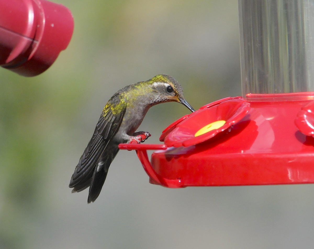 Amethyst-throated Mountain-gem (Amethyst-throated) - ML654187548