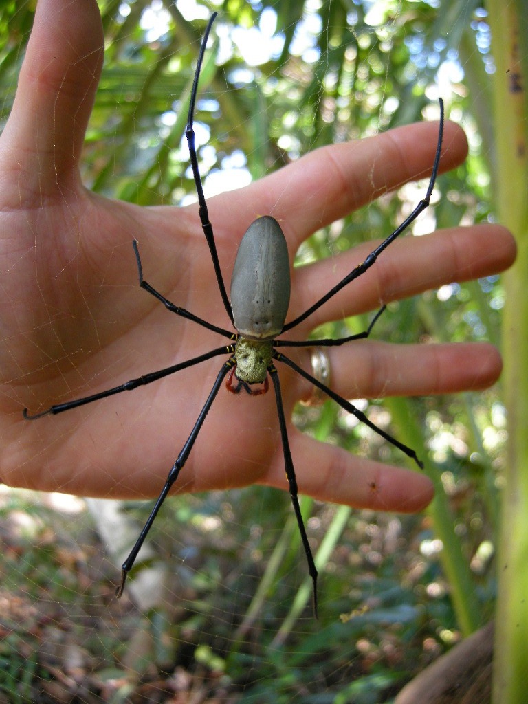 Insects - ML654187550