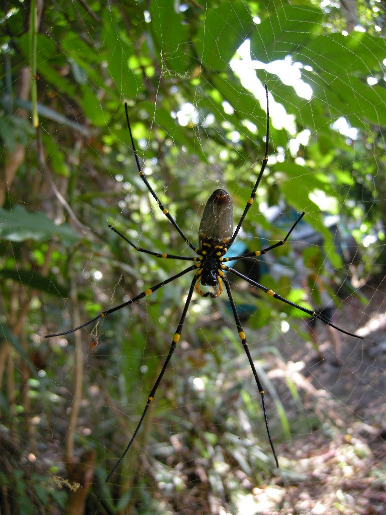 Insects - ML654187555