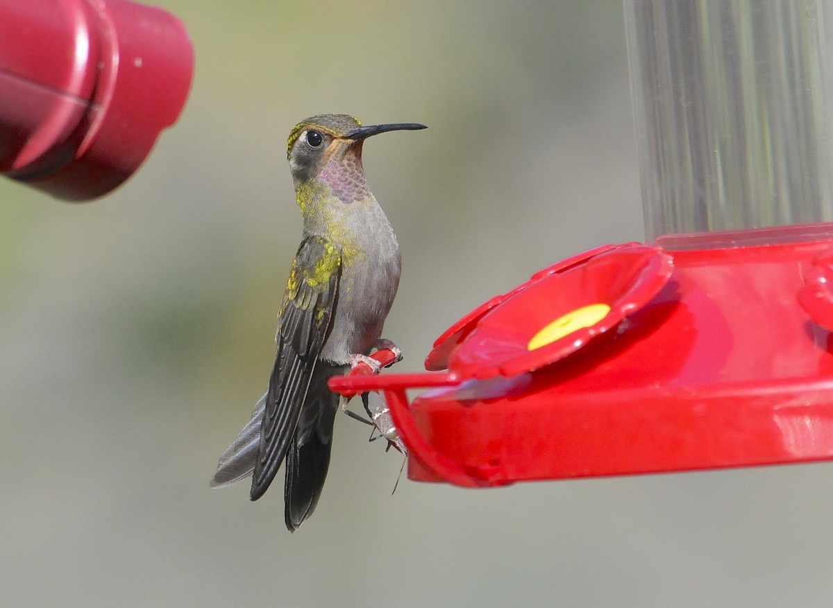 Amethyst-throated Mountain-gem (Amethyst-throated) - ML654187563