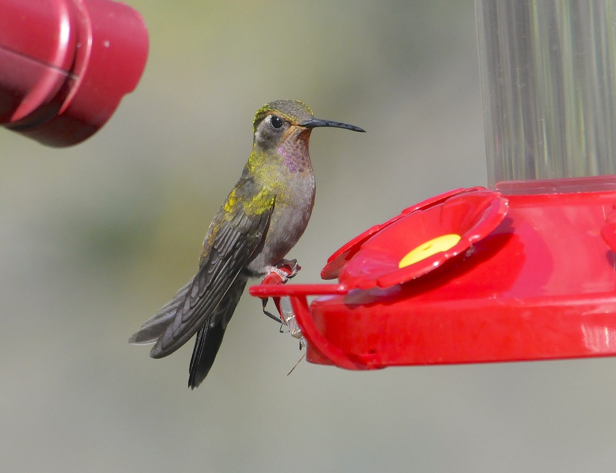 Amethyst-throated Mountain-gem (Amethyst-throated) - ML654187572