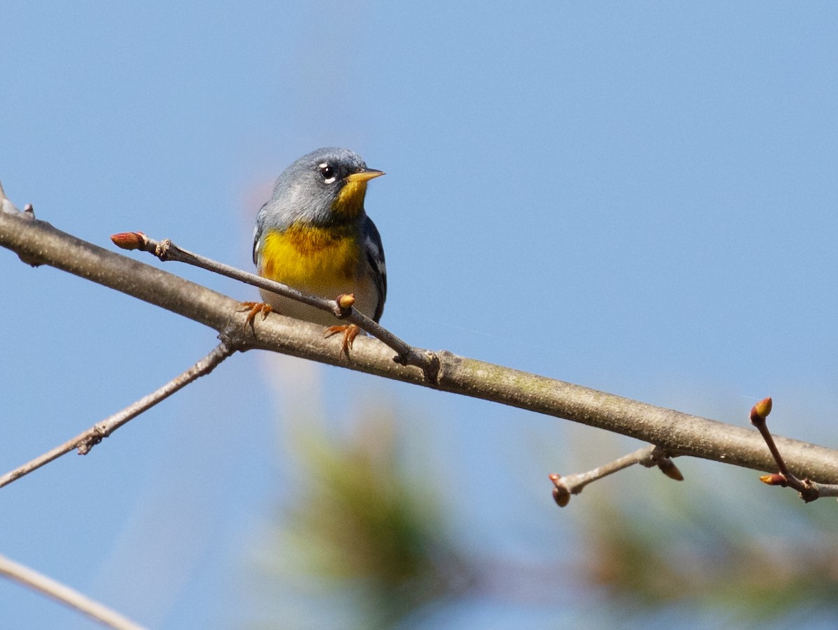 Northern Parula - ML654187584