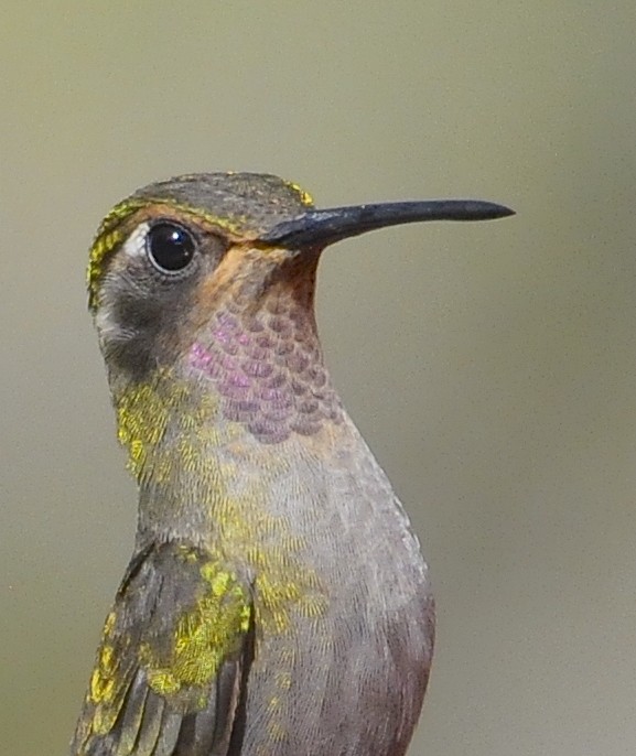 Amethyst-throated Mountain-gem (Amethyst-throated) - ML654187635