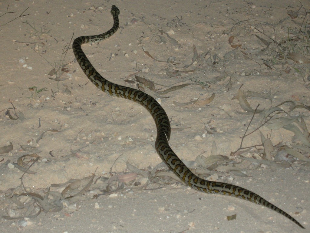 Carpet Python - ML654187769
