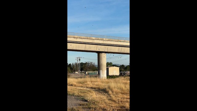 Cliff Swallow - ML654189108