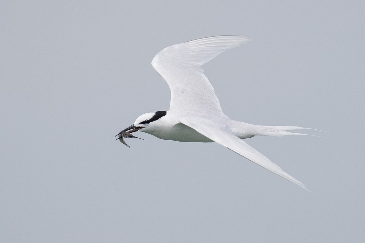 Black-naped Tern - Francis Yap