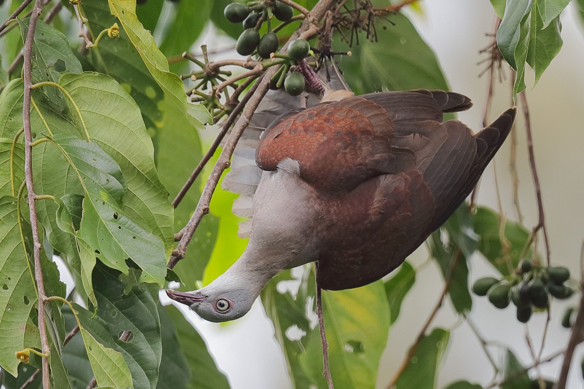 Mountain Imperial-Pigeon - ML65419031