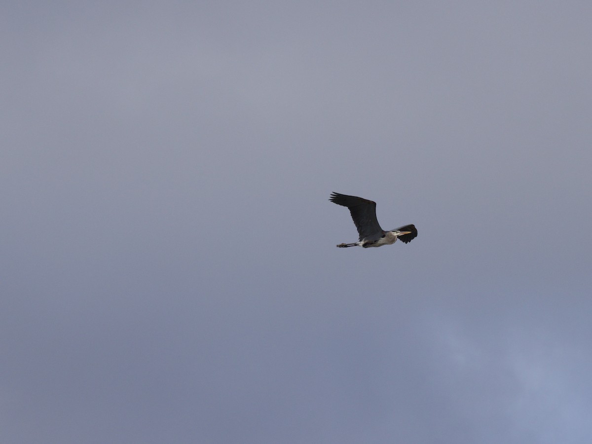Great Blue Heron - ML654190533