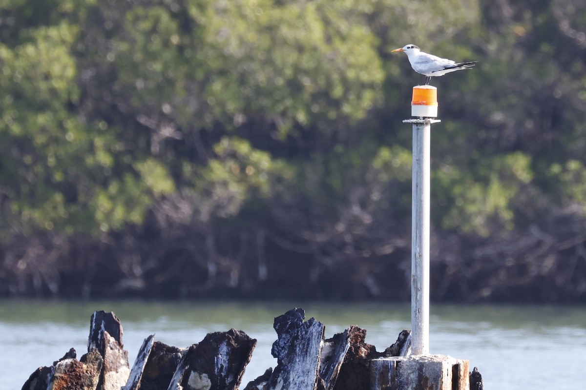 eBird Checklist - 4 Apr 2026 - Evans Point Road, Caimanera CU ...