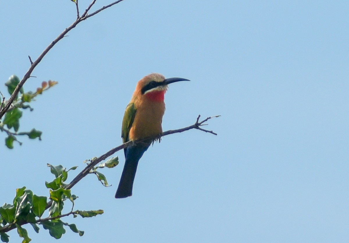 White-fronted Bee-eater - ML654191678