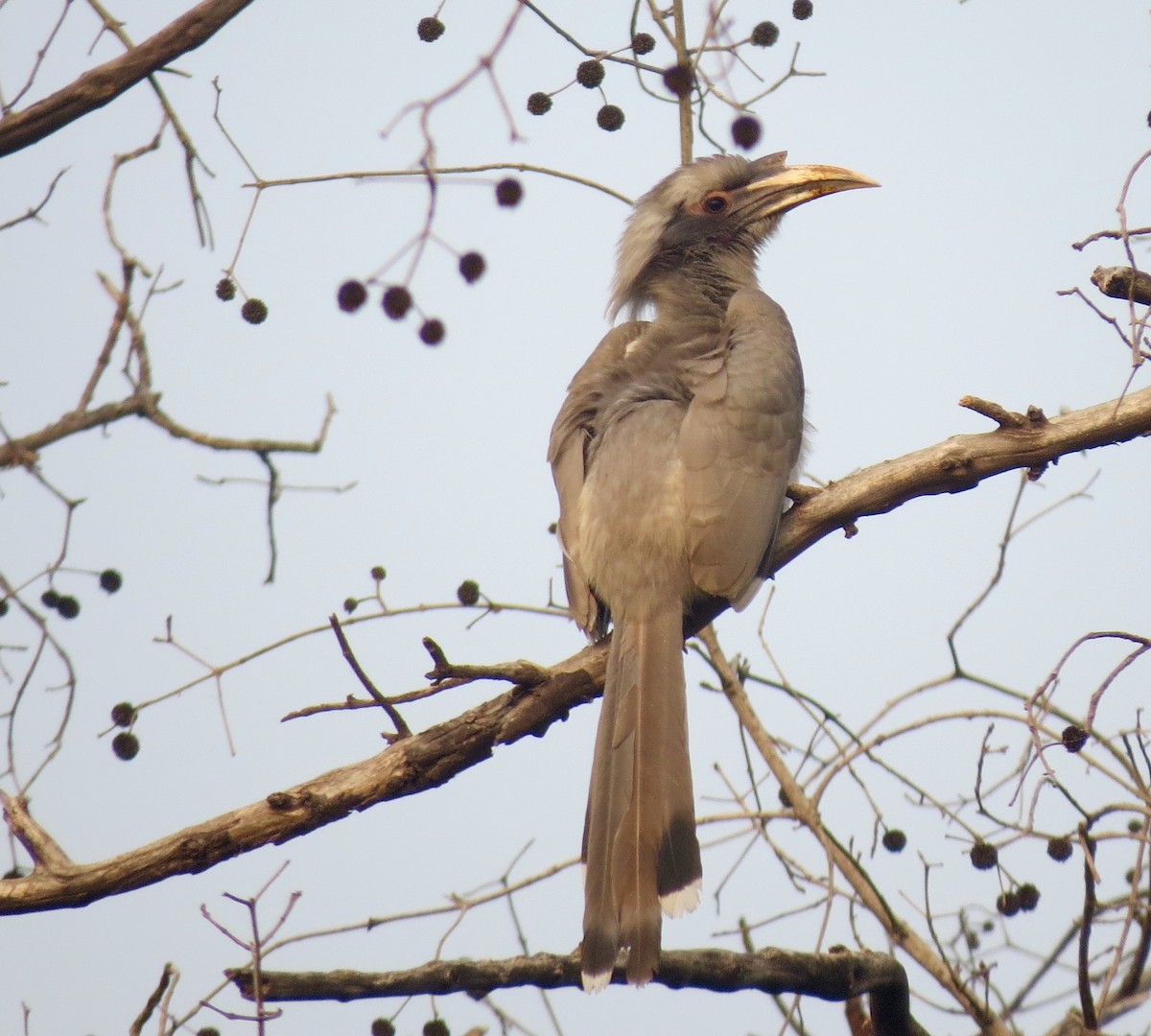 Indian Gray Hornbill - Scott Baker