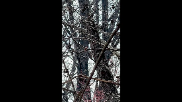Red-bellied Woodpecker - ML654192615