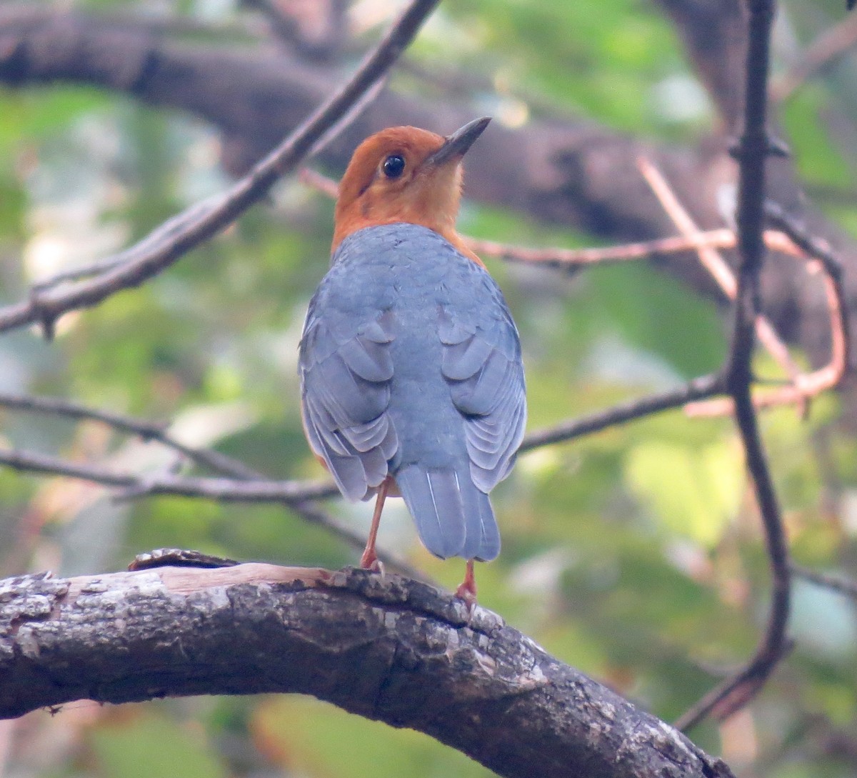 Orange-headed Thrush - ML65419271