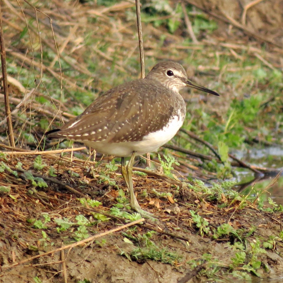 Green Sandpiper - ML65419281