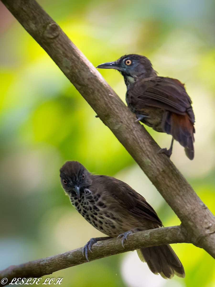 Chestnut-rumped Babbler - Leslie Loh