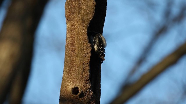 Downy Woodpecker - ML654195341