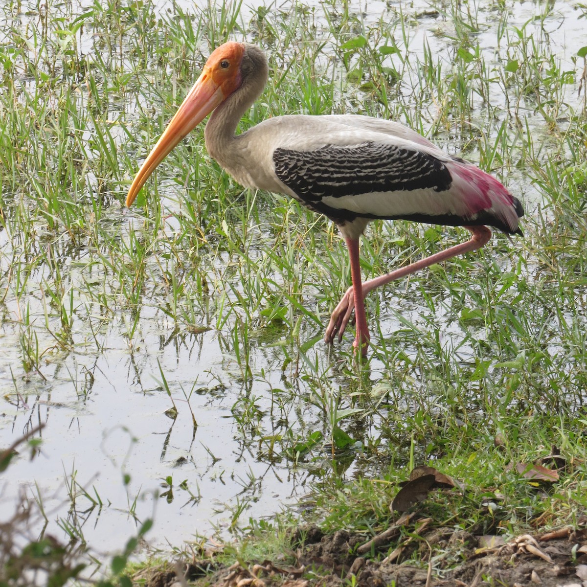 Painted Stork - Scott Baker