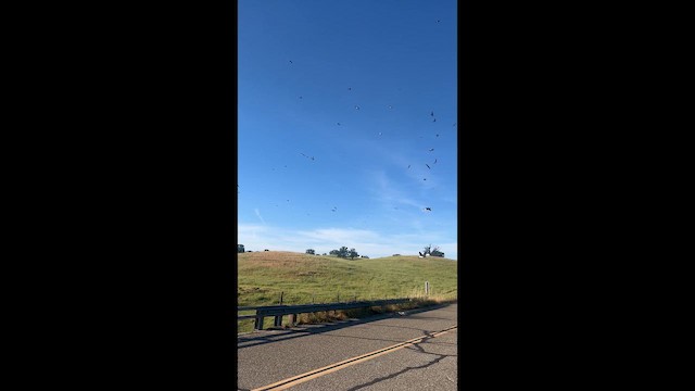 Cliff Swallow (pyrrhonota Group) - ML654196325