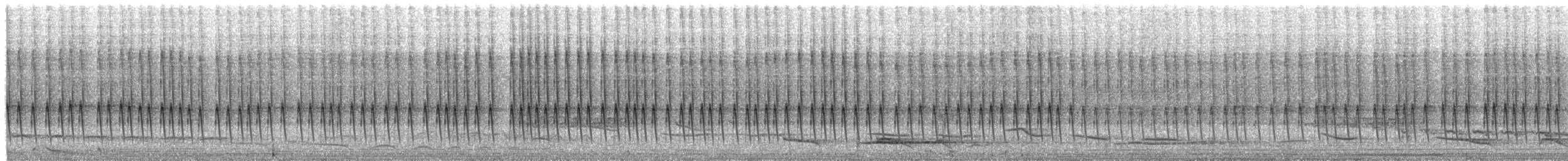 Wedge-tailed Sabrewing (Curve-winged) - ML654196397