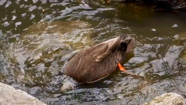 American Black Duck - ML654198213