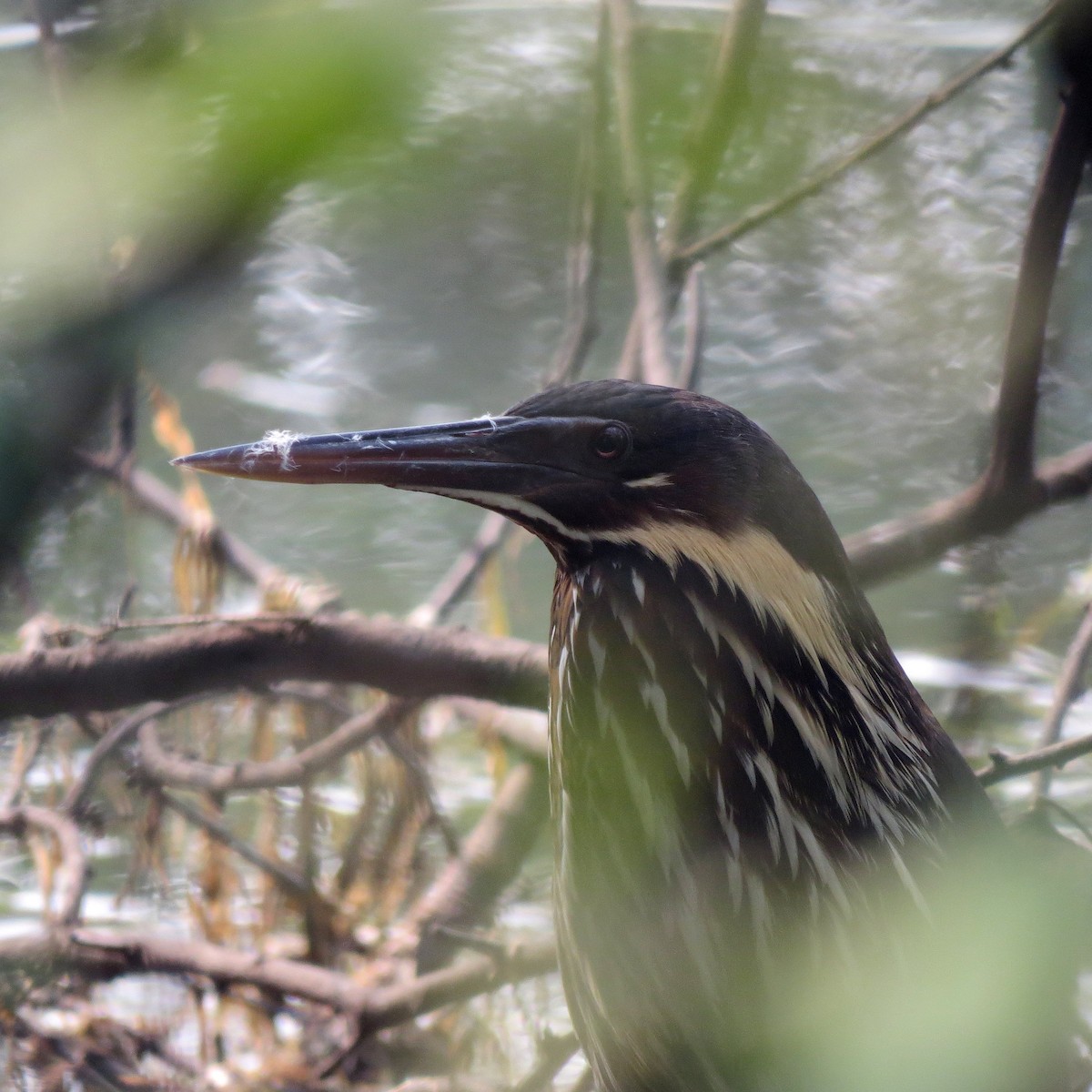 Black Bittern - ML65419941