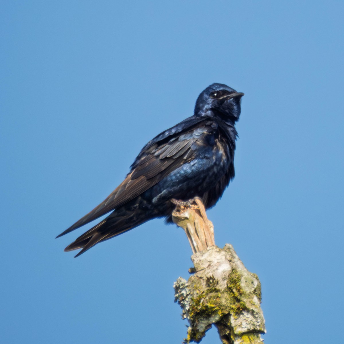 Purple Martin - ML654199542