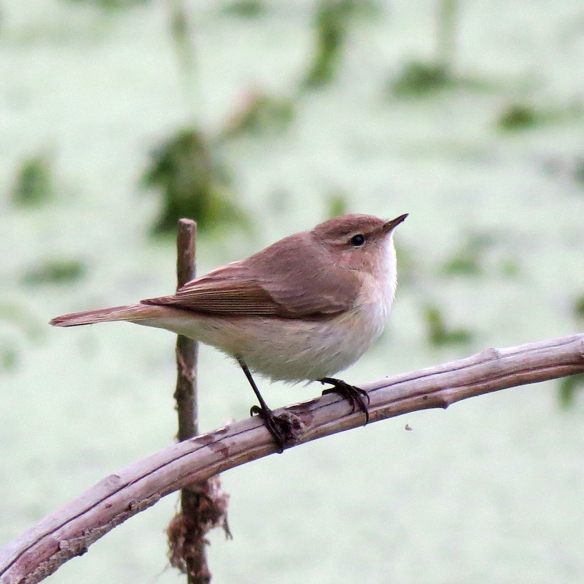 Common Chiffchaff - ML65419991