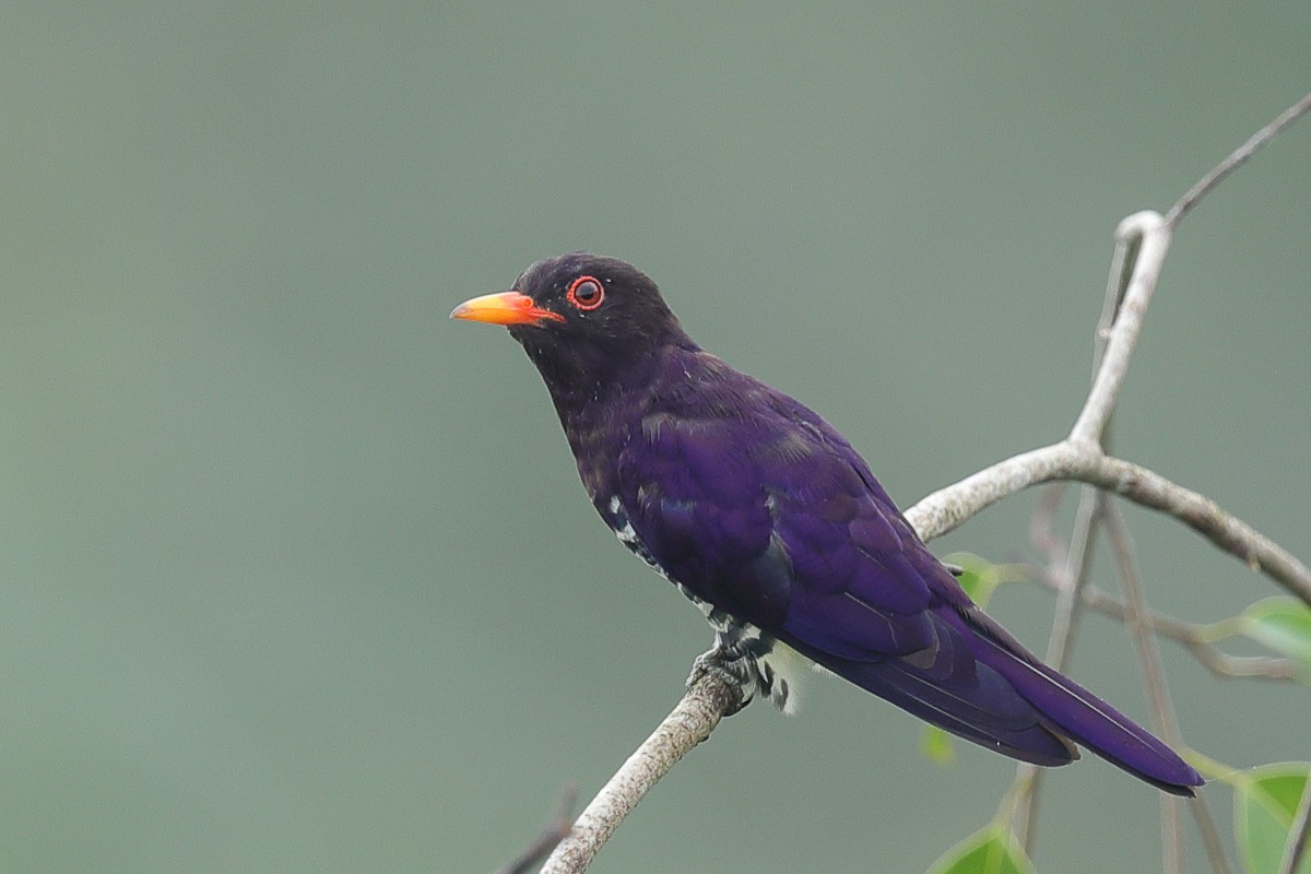 Violet Cuckoo - Francis Yap