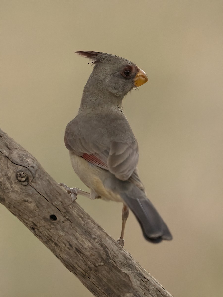 ørkenkardinal - ML654200274