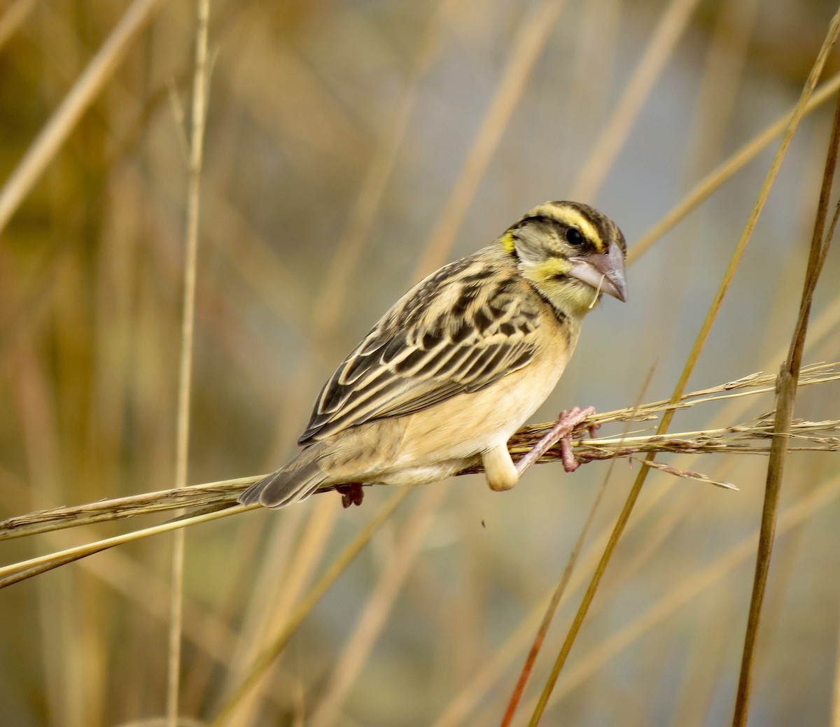 Black-breasted Weaver - ML65420041