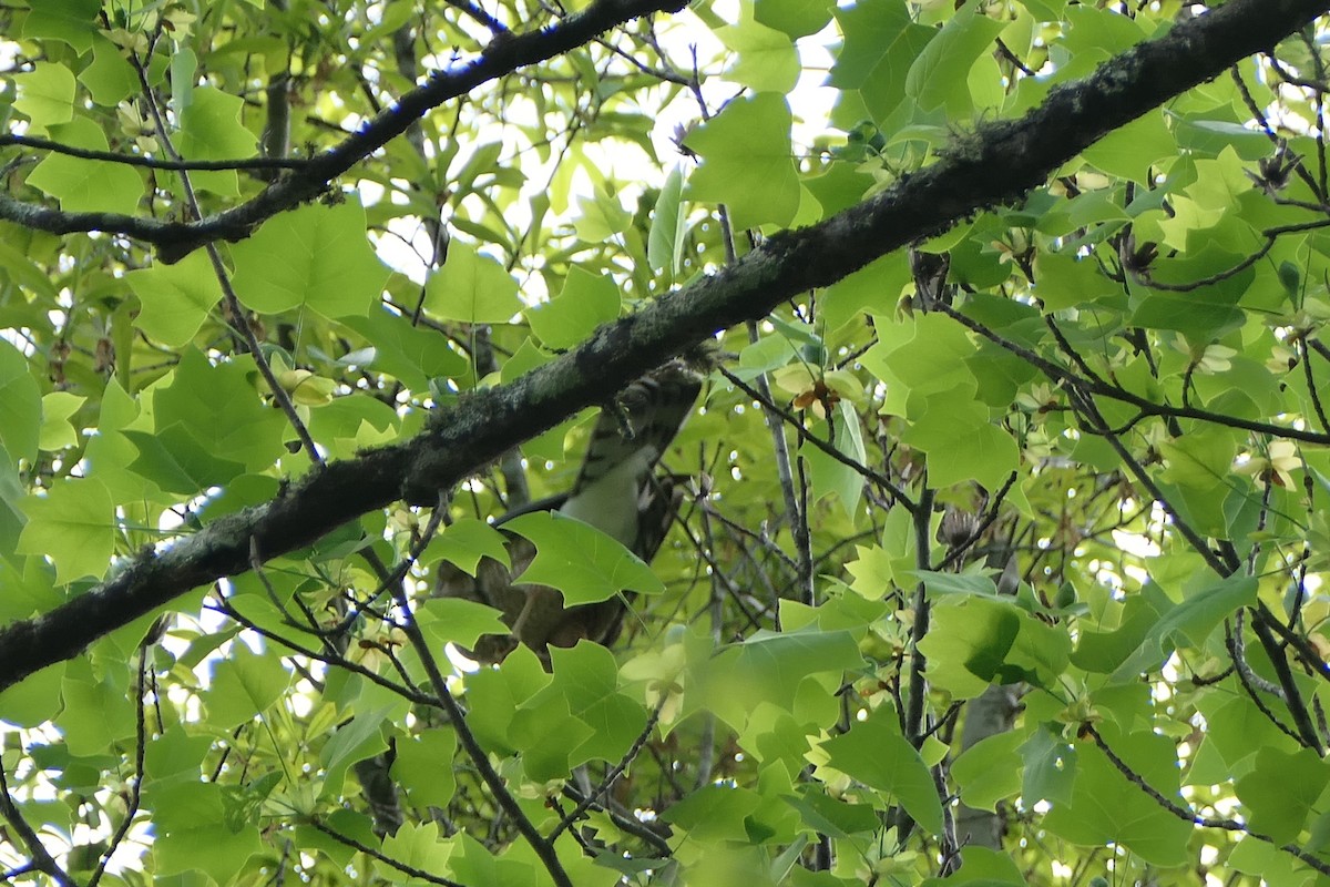 krahujec americký - ML654200560