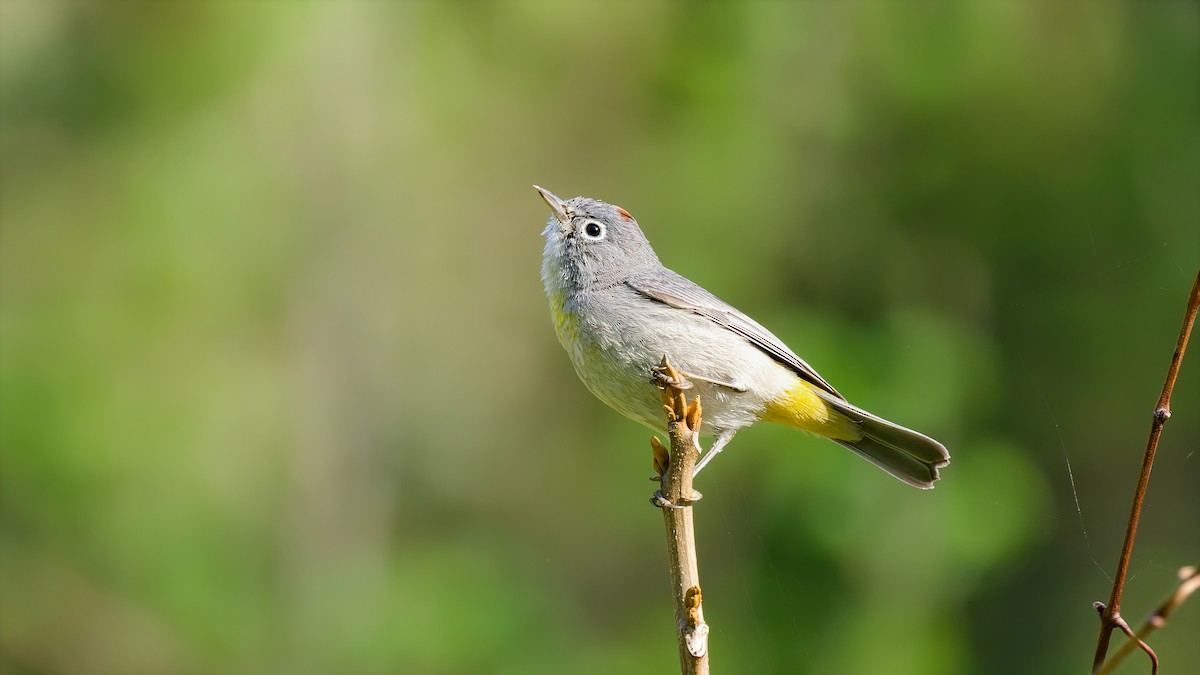pinjeparula - ML654200589